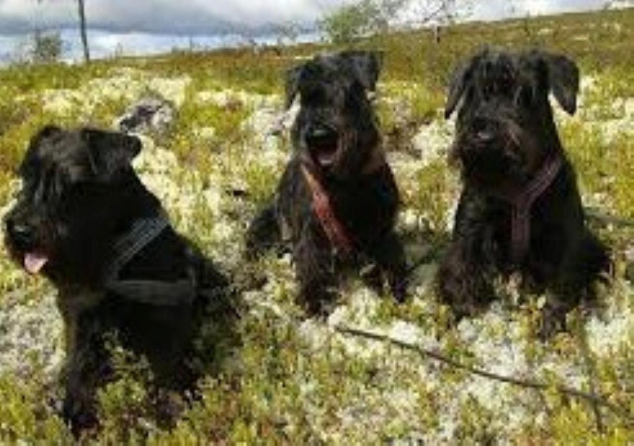 Stuga Saelen Klaeppen 5 Baeddar Uthyres Veckovis Soendag - Soendag ภายนอก รูปภาพ